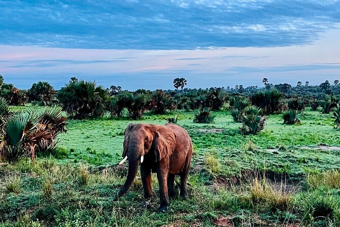 3 Days Murchison Falls National Park Safari & Rhino tracking - What you should know about logistics: private transport, pickup, and the long game