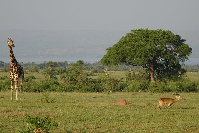 3 Days Murchison falls park Uganda - Key Things You’ll Actually Notice