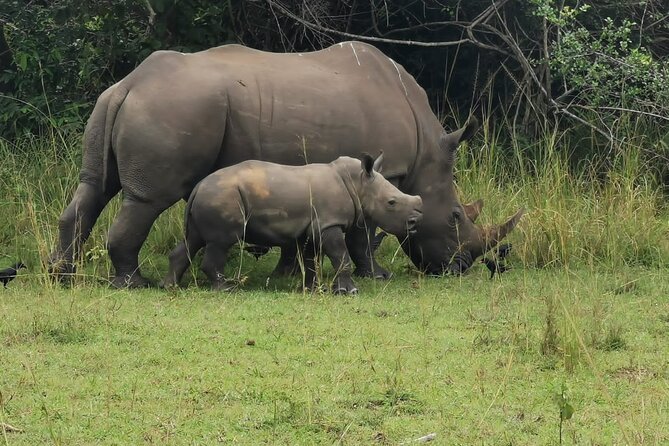 3 Days Murchison falls park Uganda - Top of the Falls plus the Nile cruise: the “two viewpoints” plan