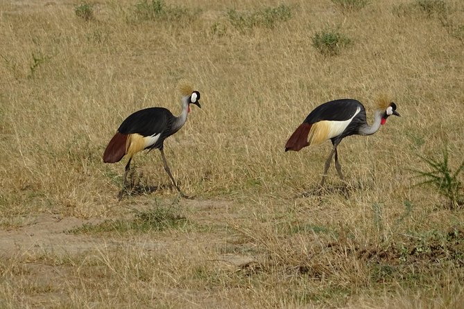 3 Days Murchison falls park Uganda - Accommodation and meals: simple can still be a win