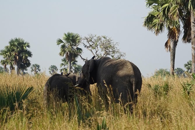 3 Days Murchison falls park Uganda - Guides make or break the safari: Bosco and Vincent as examples