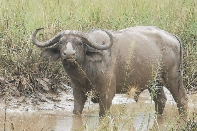 3 Days Murchison falls park Uganda - Who this safari fits best