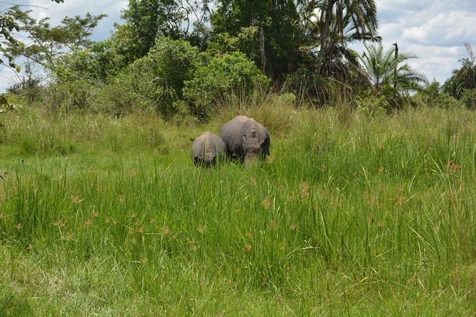 3-Days Murchison Falls Vacation Including Big 5 Sighting! - Day 1: Ziwa Rhino Stopover, Game Viewing, and 450 Bird Species