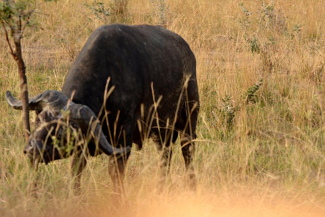 3 Days Murchison Falls Wildlife Safari - Key things that make this safari work