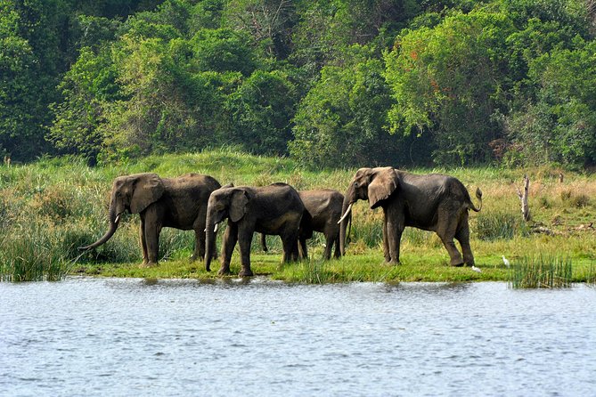 3 Days Murchison Falls Wildlife Safari - Ziwa Rhino Sanctuary stop: endangered white rhinos and conservation work