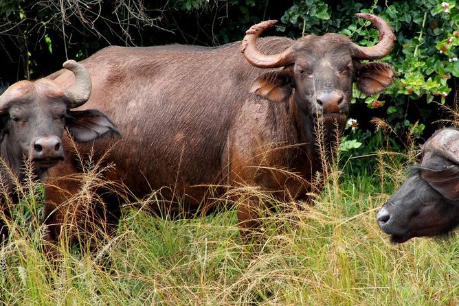 3 Days Murchison Falls Wildlife Safari - Nile boat cruise with crocodiles, hippos, and elephants