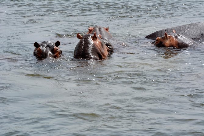 3 Days Murchison Falls Wildlife Safari - What to pay attention to during the three days