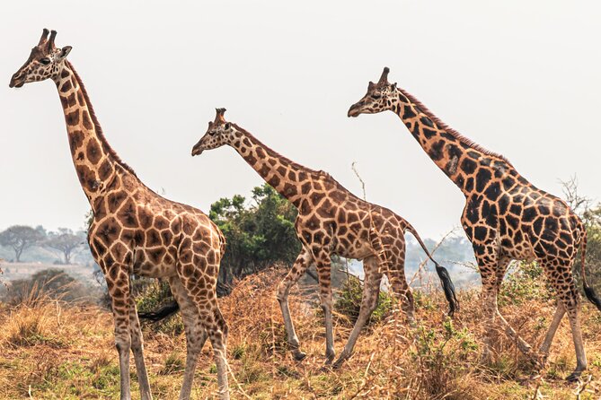 3 Days Private Tour in Murchison Falls National Park - Day 3 back to Kampala/Entebbe: nature walk option plus flight or hotel drop-off