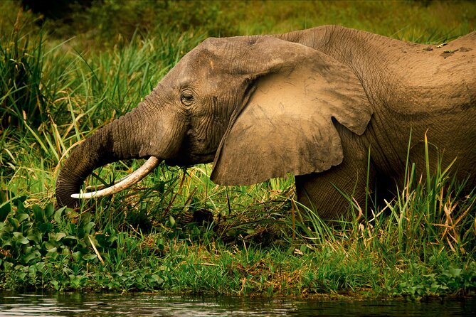 3 Days Private Tour in Murchison Falls National Park - Arriving at Murchison: check-in, dinner, and the calm before the wildlife