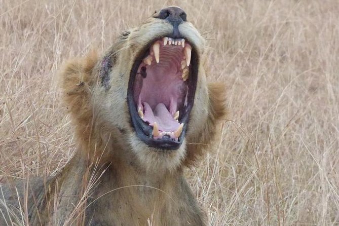 3 days Queen Elizabeth National Park Uganda Safari - Queen Elizabeth safari value: what $692.31 really buys