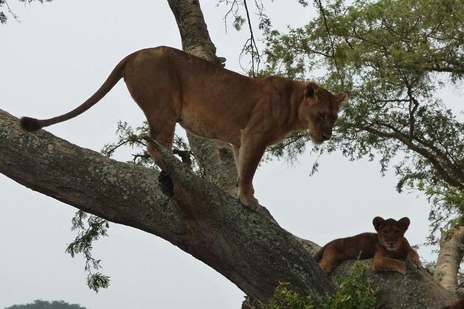 3 days Queen Elizabeth National Park Uganda Safari - Day 2: Another Kazinga Channel session for elephants and buffaloes