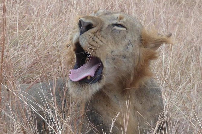 3 days Queen Elizabeth National Park Uganda Safari - Day 3: Queen Elizabeth National Park morning drive and the return to Kampala or Entebbe