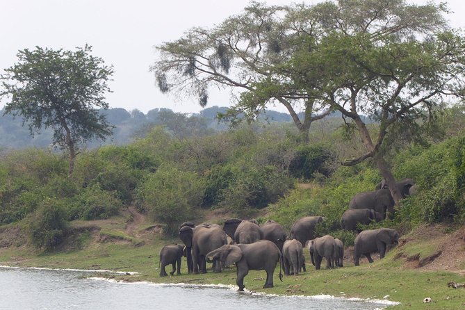 3 days Queen Elizabeth National Park Uganda Safari - Day 1: Kazinga Channel boat ride and the Uganda Equator moment