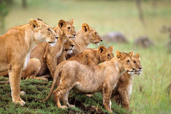 3-Days Safari to Murchison Falls National Park with Rhino Sanctuary hike - Key points worth knowing before you go