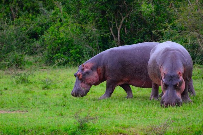 3-Days Safari to Murchison Falls National Park with Rhino Sanctuary hike - Budongo Forest chimp trekking: what to expect and how to stay comfortable