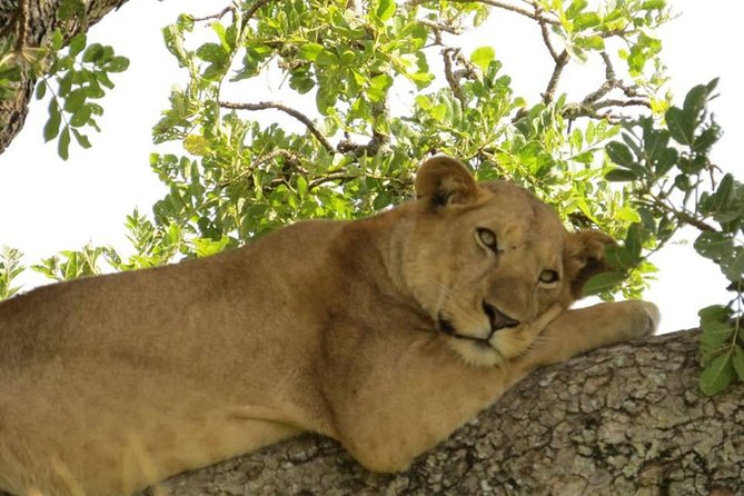 3-Days Safari to Murchison Falls National Park with Rhino Sanctuary hike - Timing, private-group pace, and the 6:30am reality