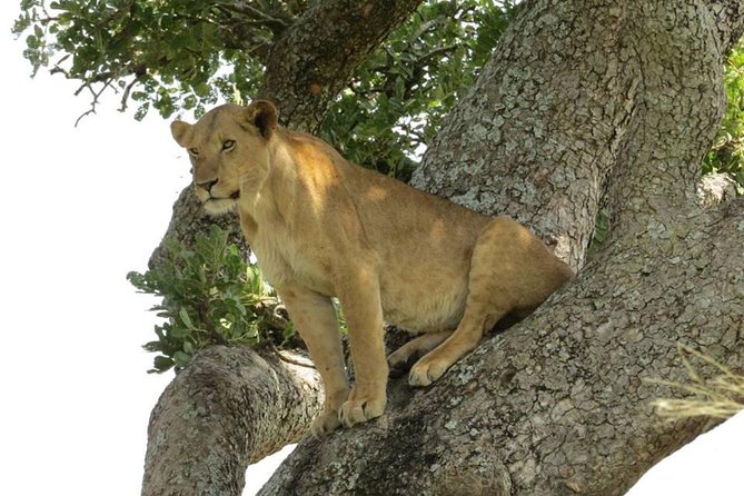 3-Days Safari to Murchison Falls National Park with Rhino Sanctuary hike - Accommodation along the Nile: choosing your comfort level without losing the point