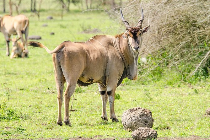 3-Days Safari to Murchison Falls National Park with Rhino Sanctuary hike - Ziwa Rhino Sanctuary and the road toward the top of the falls