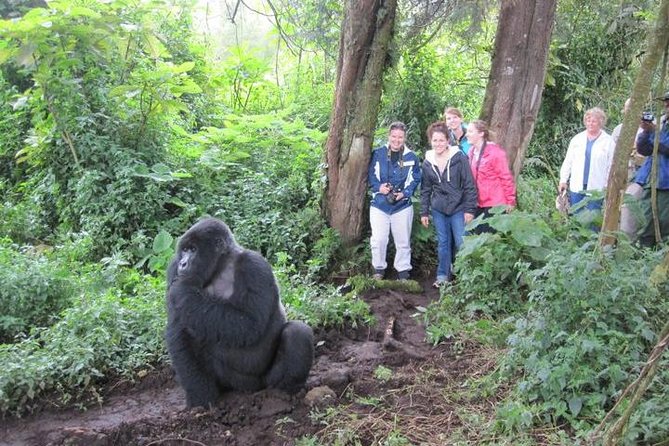 3 days Uganda Gorilla safari tour with relaxation on Lake Bunyonyi - How the 3 Days Flow From Entebbe to Bwindi and Back