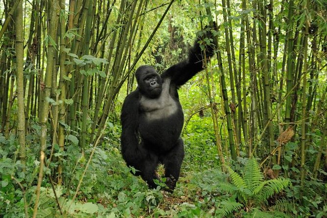 3 days Uganda Gorilla safari tour with relaxation on Lake Bunyonyi - Lake Bunyonyi After the Trek: Why This Stop Works
