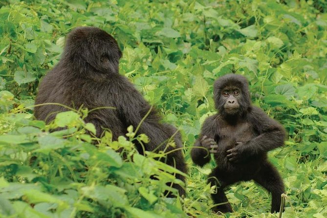 3 days Uganda Gorilla safari tour with relaxation on Lake Bunyonyi - Day 3 Mabamba Shoebills and the Igongo Cultural Center Break