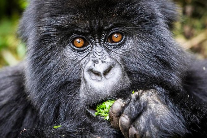 3 days Uganda Gorilla safari tour with relaxation on Lake Bunyonyi - What’s Included, and Why the Value Adds Up