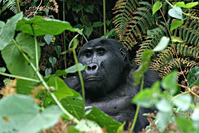 3 days Uganda Gorilla safari tour with relaxation on Lake Bunyonyi - Bwindi Impenetrable Forest Trek: The Hour That Actually Counts