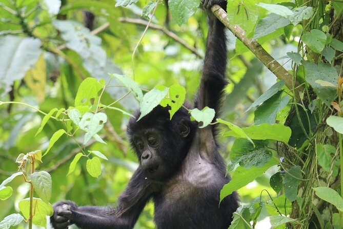 3 Days Uganda Gorilla trek Safari Tour - Key points before you go