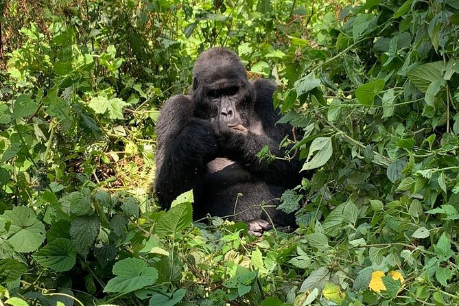3 Days Uganda Gorilla trek Safari Tour - Why this Bwindi gorilla trek feels different from a basic safari