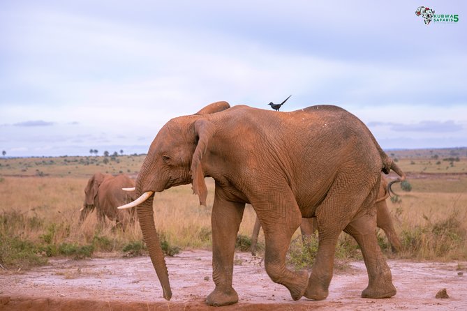 3 Days Wild Tour Queen Elizabeth National Park Safari Uganda - Game Drives and Private Transport: Why the Vehicle Choice Matters