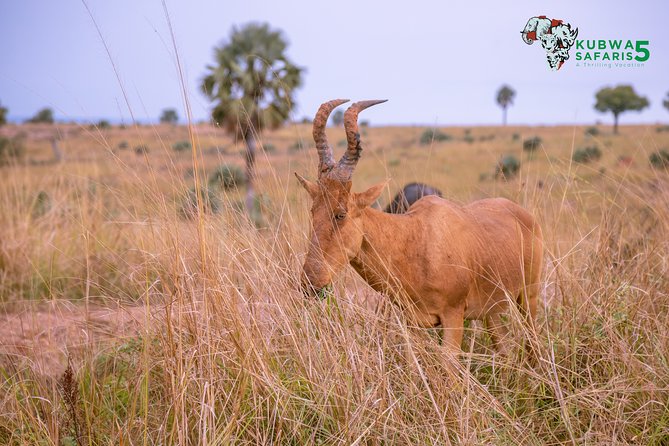 3 Days Wild Tour Queen Elizabeth National Park Safari Uganda - Kayabwe Equator Stop: A Short Break for Photos, Snacks, and Stretch Legs
