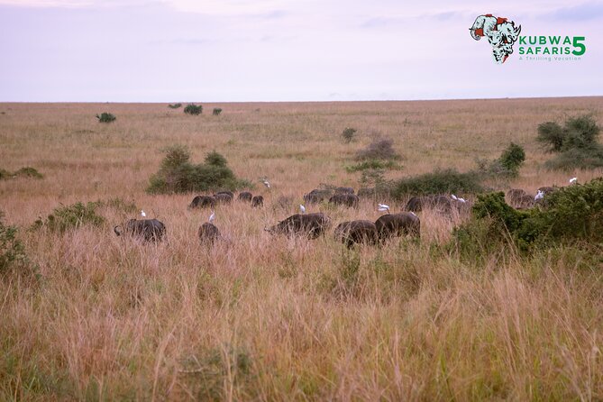 3 Days Wild Tour Queen Elizabeth National Park Safari Uganda - Who Should Book This Safari, and Who Might Want a Different Mix
