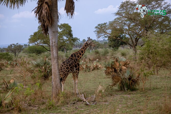 3 Days Wild Tour Queen Elizabeth National Park Safari Uganda - Day Two in Queen Elizabeth: Game Drive Timing and Big Names You May See