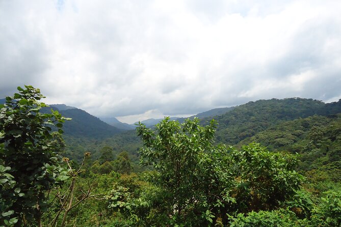 4-Day Gorilla & Chimpanzee Trekking Luxury Fly-in Tour in Uganda - Day 2: Ishasha on the route to Bwindi, and the tree-climbing lion chance