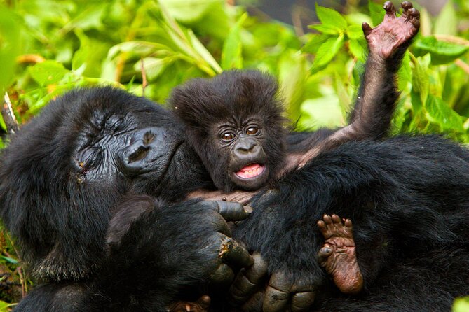 4 Day Gorilla Trekking & Golden Monkeys - Day 1: Entebbe to Bwindi, the Rushaga Sector Overnight You’ll Actually Need