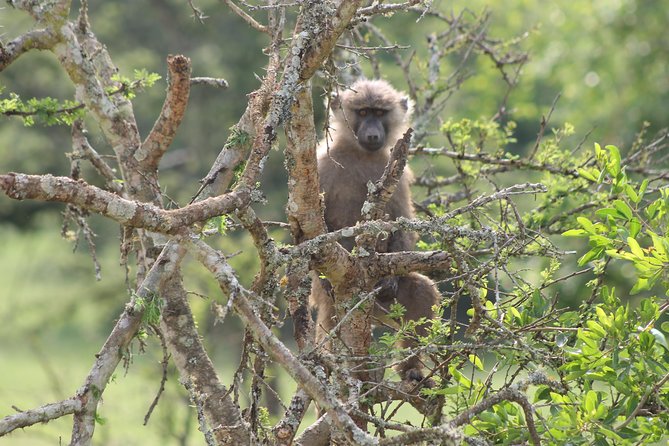 4 Day Gorilla Trekking & Golden Monkeys - Day 4: Lake Mutanda Area Back to Entebbe, Plus an Equator Stop