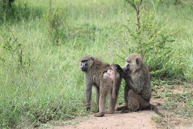 4 Day Gorilla Trekking & Golden Monkeys - The $2,500 Price: What You Get, and What You Should Confirm