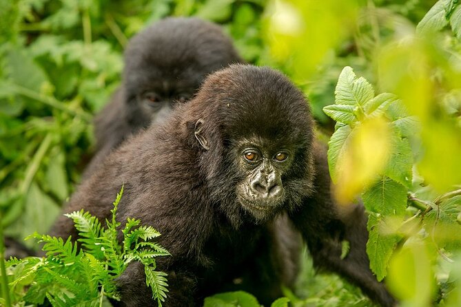 4 Day Gorilla Trekking & Golden Monkeys - Who Should Book This 4-Day Primate Double: Fit and Expectations
