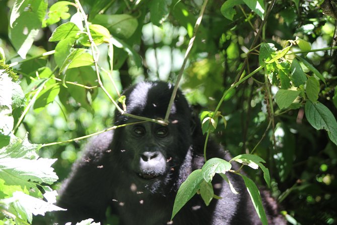4 Day Gorilla Trekking & Golden Monkeys - Day 2: Bwindi Gorilla Trekking With a 7:00am Meeting Point