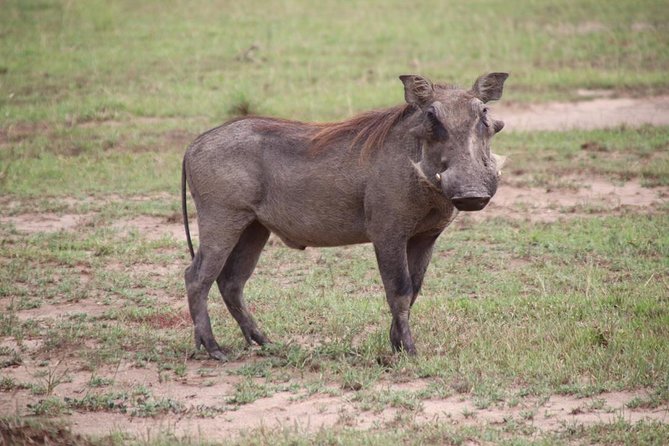 4-Day Gorillas, Wildlife and Chimpanzee Trek at Kalinzu Forest - Key Points You Should Know