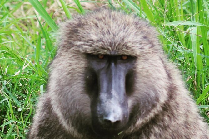 4 Day Gorillas, Wildlife and Chimpanzee Trek at Kibale - Day 2: Kibale chimp trekking, then Fort Portal crater lakes on the way to Queen Elizabeth