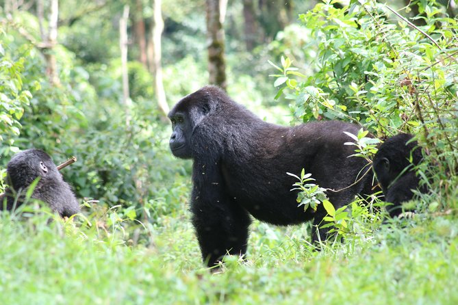 4 Day Gorillas, Wildlife and Chimpanzee Trek at Kibale - Day 3: Queen Elizabeth on the Kasenyi plains, a real chance at big game