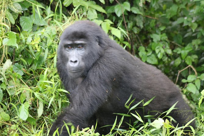 4 Day Gorillas, Wildlife and Chimpanzee Trek at Kibale - Day 3 to Day 4: the Bwindi move, when “long drive” becomes “tomorrow ready”