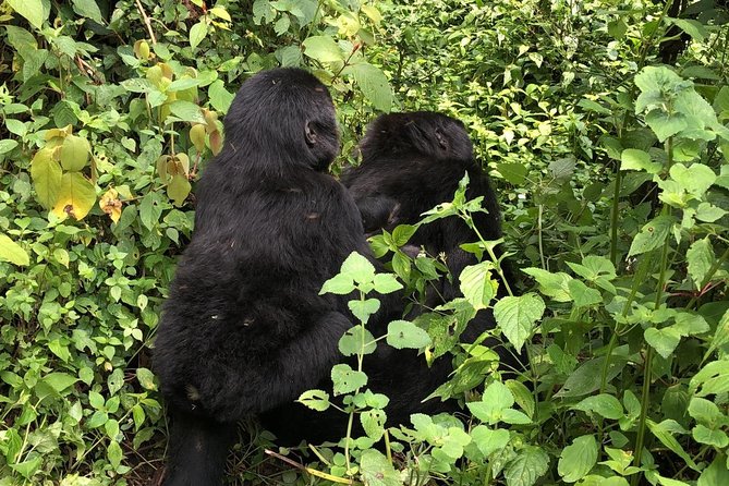 4 Day Gorillas, Wildlife and Chimpanzee Trek at Kibale - Day 4: Bwindi gorilla trek briefing, family assignment, then onward to Kigali