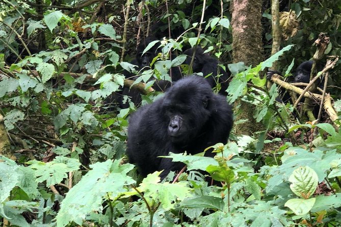 4 Day Gorillas, Wildlife and Chimpanzee Trek at Kibale - Day 1: Kampala or Entebbe to Kibale National Park, settle and reset