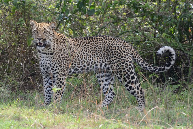 4-Day QENP, Gorillas in Bwindi and Lake Bunyonyi relaxation - Lake Mburo National Park, boat trip and a calmer rhythm at night