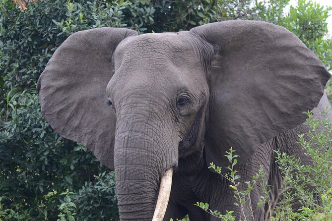 4-Day QENP, Gorillas in Bwindi and Lake Bunyonyi relaxation - Irungu Forest Safari Lodge and Eagles’ Nest Tented Camp, what the comfort likely feels like