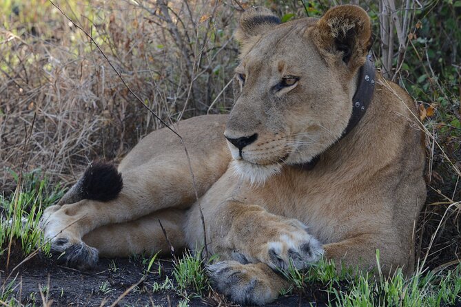 4-Day QENP, Gorillas in Bwindi and Lake Bunyonyi relaxation - Kazinga Channel cruise, where you get close to the action
