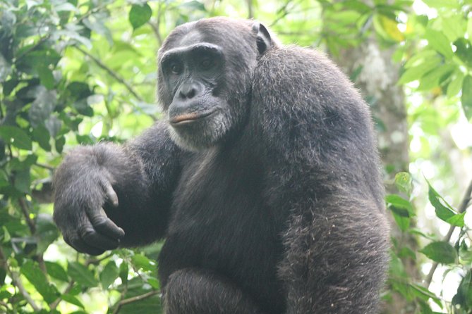 4-Day Uganda Gorilla Trekking and Wildlife Safari - Entering Uganda’s Best Two Parks in One Tight Schedule