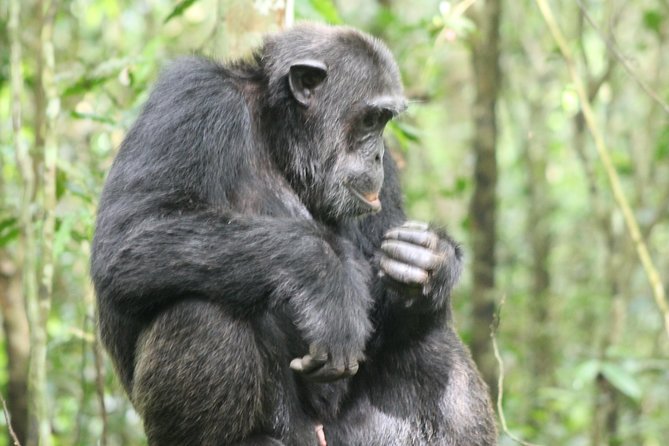 4-Day Uganda Gorilla Trekking and Wildlife Safari - What $2,450 Buys in a 4-Day Gorilla Trek and Safari